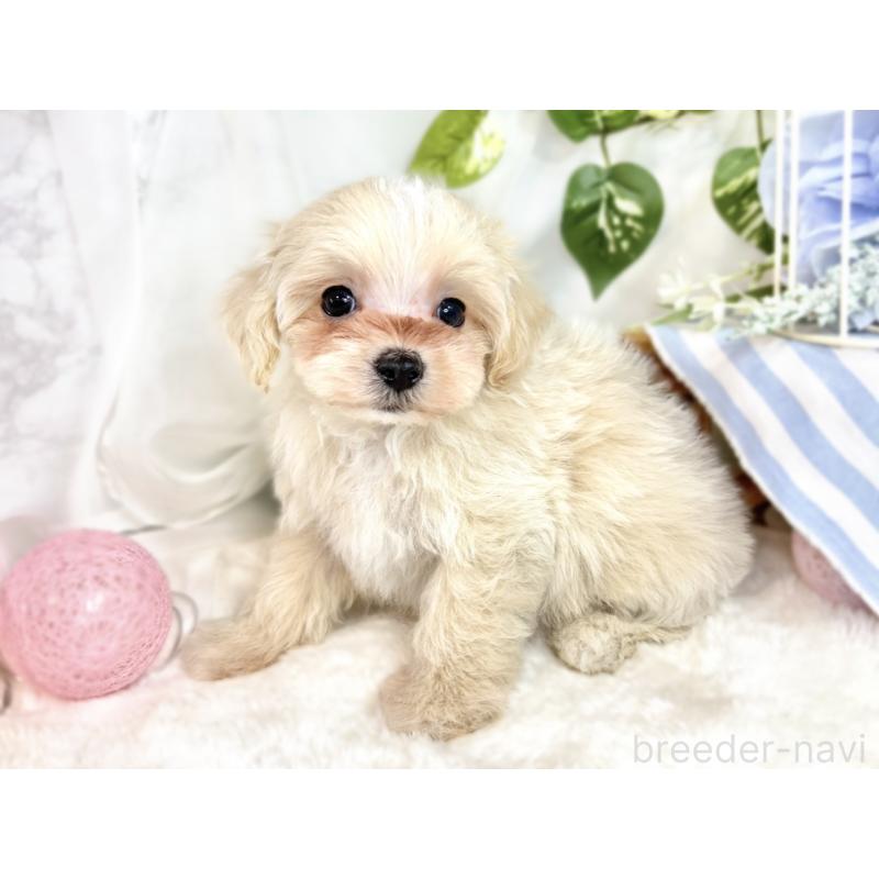 成約済の滋賀県のマルプー:マルチーズ×トイプードル-411744の2枚目